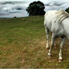 Cavallo Bianco