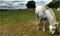 Cavallo Bianco