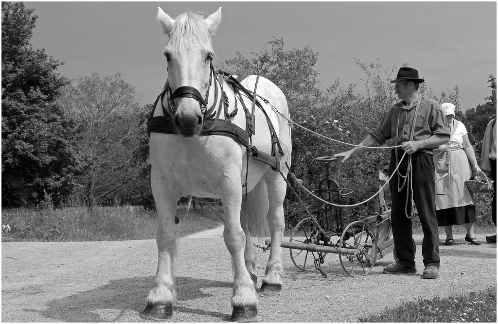 Cavallo bianco