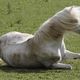 Cavallo bianco con la criniera al vento