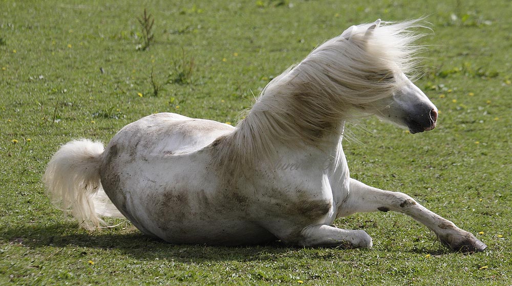 Cavallo bianco con la criniera al vento Foto Immagini animali, animali domestici e da cortile Cavallo bianco con la criniera al vento Foto Immagini animali, animali domestici e da cortile