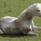 Cavallo bianco con la criniera al vento