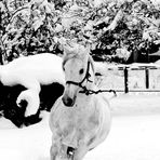 Cavallo Bianco e Neve