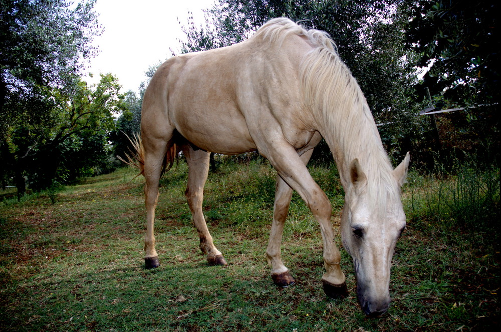 Cavallo bianco