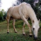 Cavallo bianco