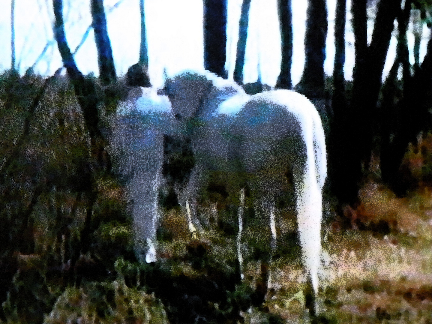 Cavallo bianco in sogno