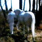 Cavallo bianco in sogno