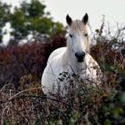 cavallo camargue