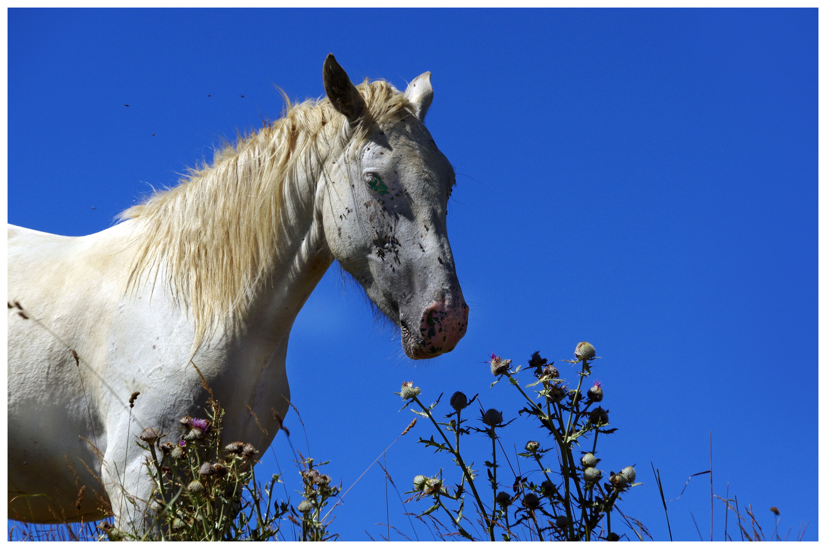 cavallo celeste.....