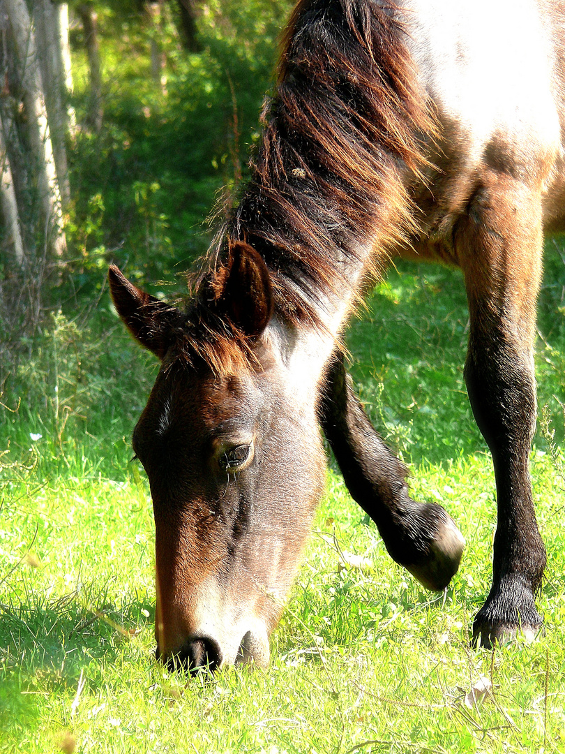 cavallo curioso