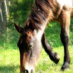 cavallo curioso