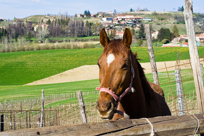 Cavallo