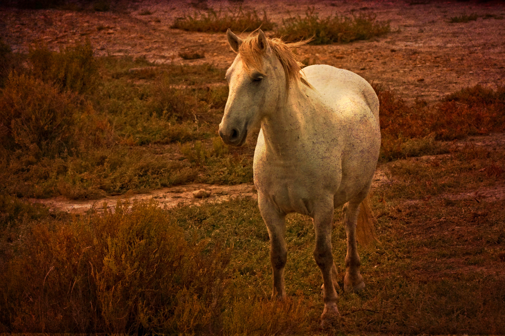 Cavallo della Camargue