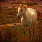 Cavallo della Camargue