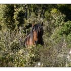 Cavallo della Jara