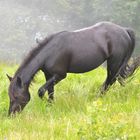 Cavallo di Merens