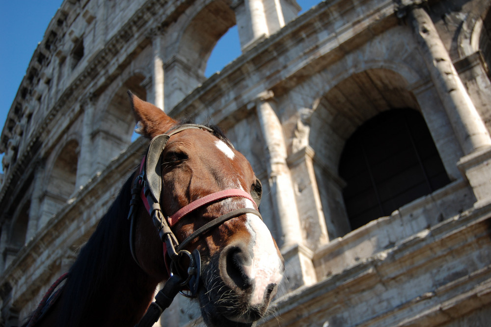 cavallo e colosseo