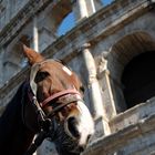 cavallo e colosseo