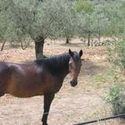 Cavallo