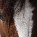 Cavallo - Horse thinking