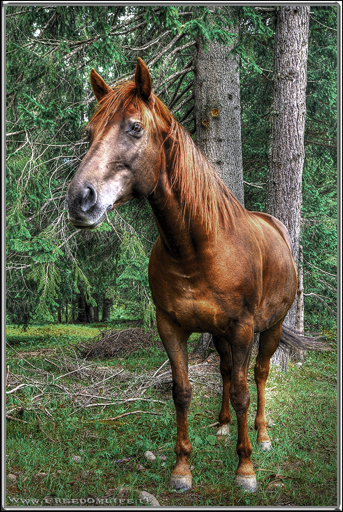 Cavallo in HDR :-)