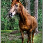 Cavallo in HDR :-)