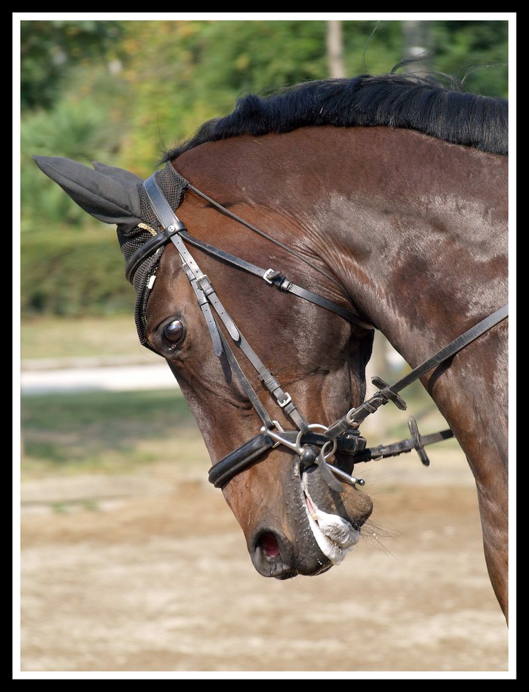 Cavallo in lavoro 2