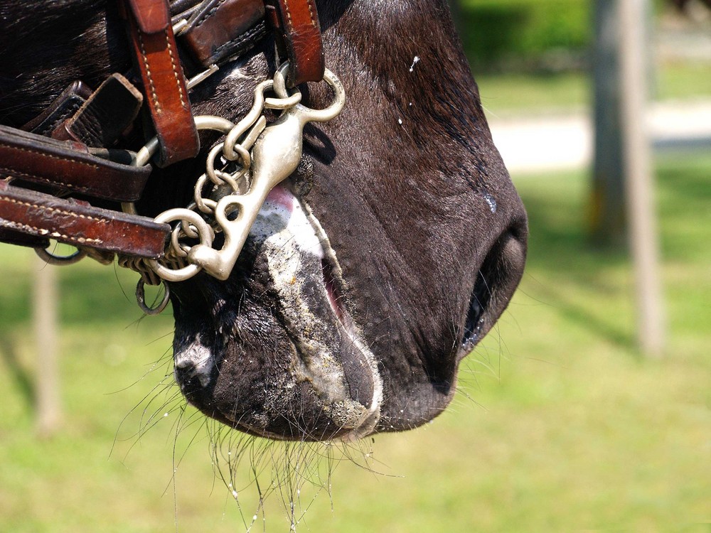 Cavallo in lavoro