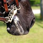 Cavallo in lavoro