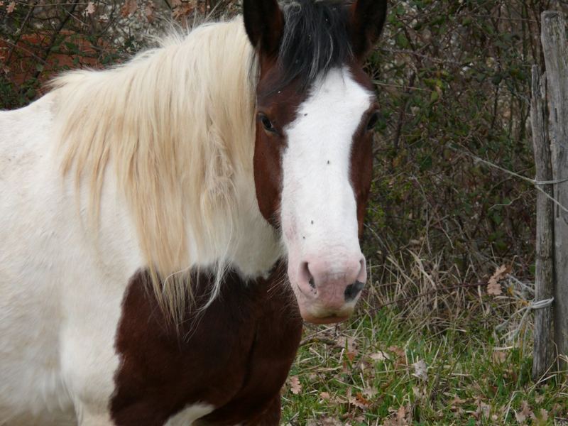 cavallo in libertà