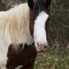 cavallo in libertà