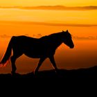 Cavallo in montagna