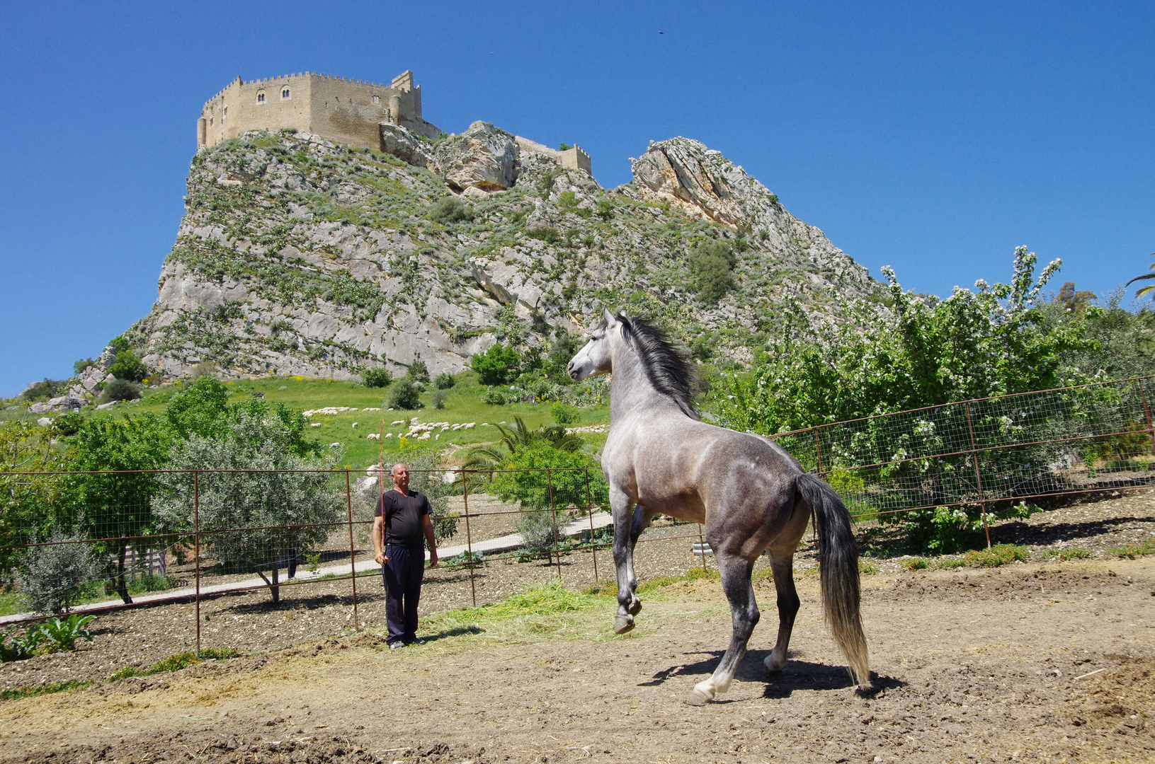 Cavallo in posa