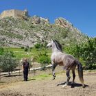 Cavallo in posa