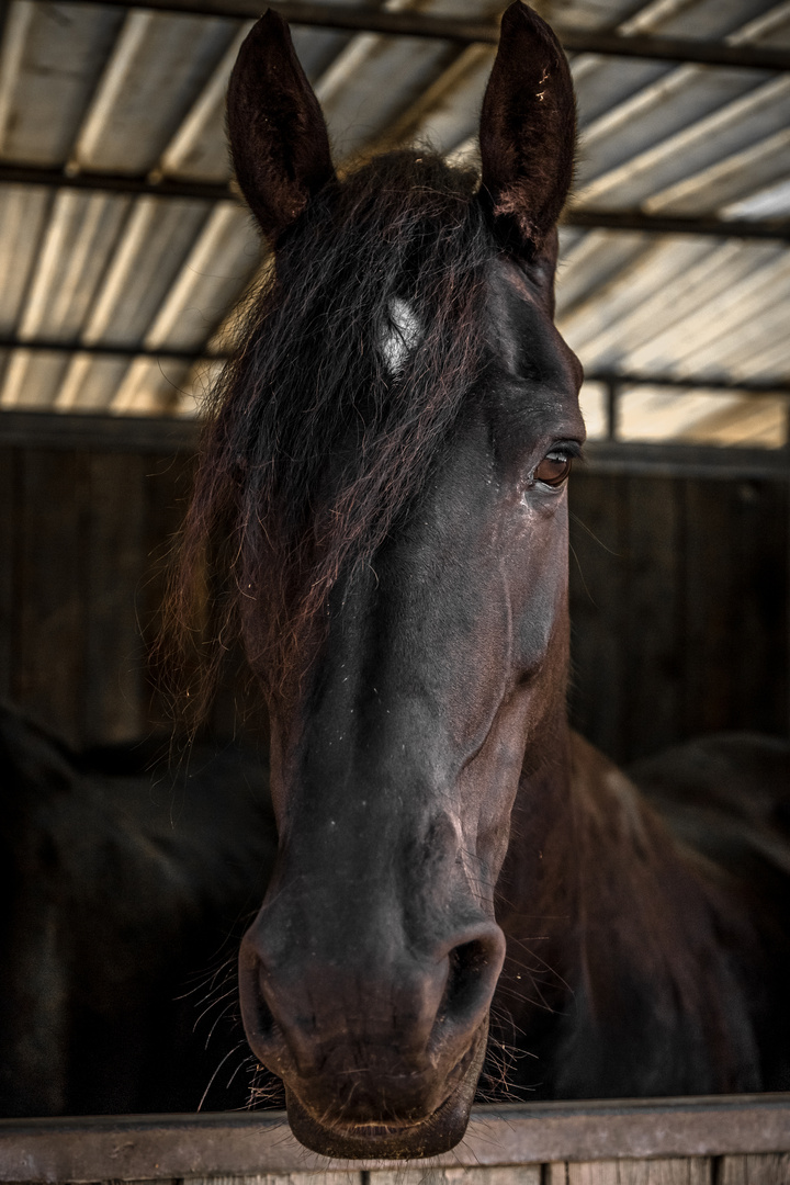 Cavallo in scuderia.