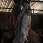 Cavallo in scuderia.