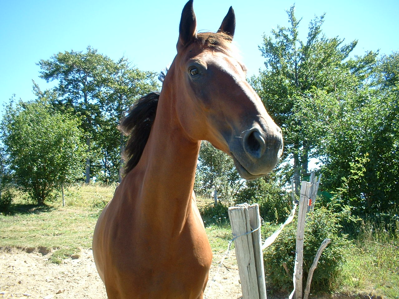 cavallo in vacanza Val di Staffora