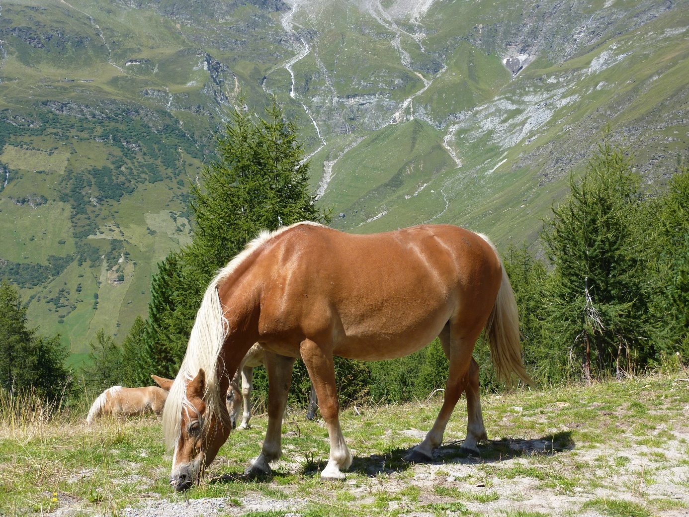 Cavallo Indifferente