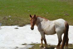 Cavallo libero