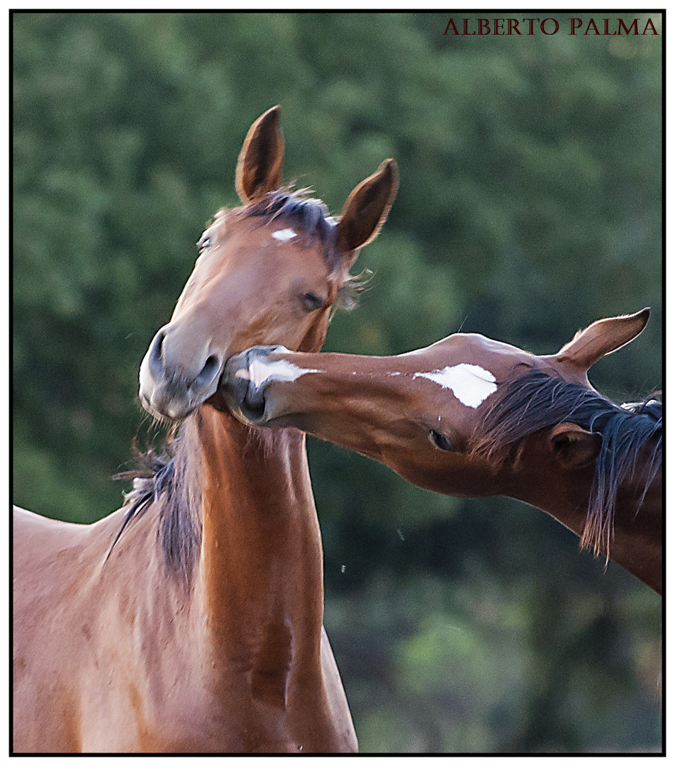 cavallo maremmano