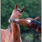 cavallo maremmano