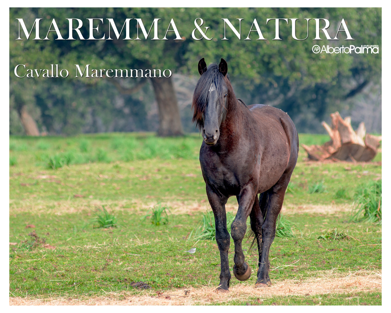 CAVALLO MAREMMANO...allo stato brado.