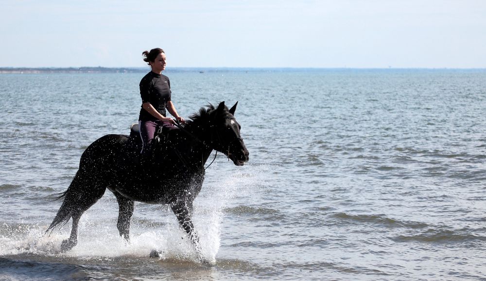 Cavallo Marino