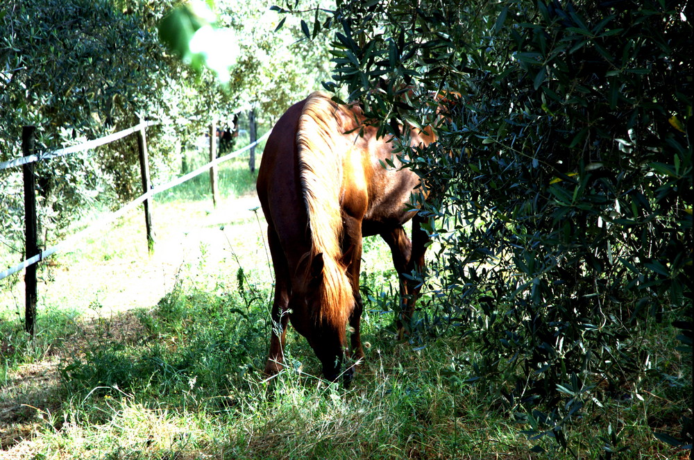 Cavallo marrone