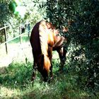 Cavallo marrone