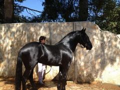 Cavallo murgese