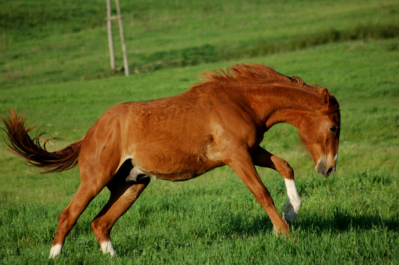 cavallo selvaggio