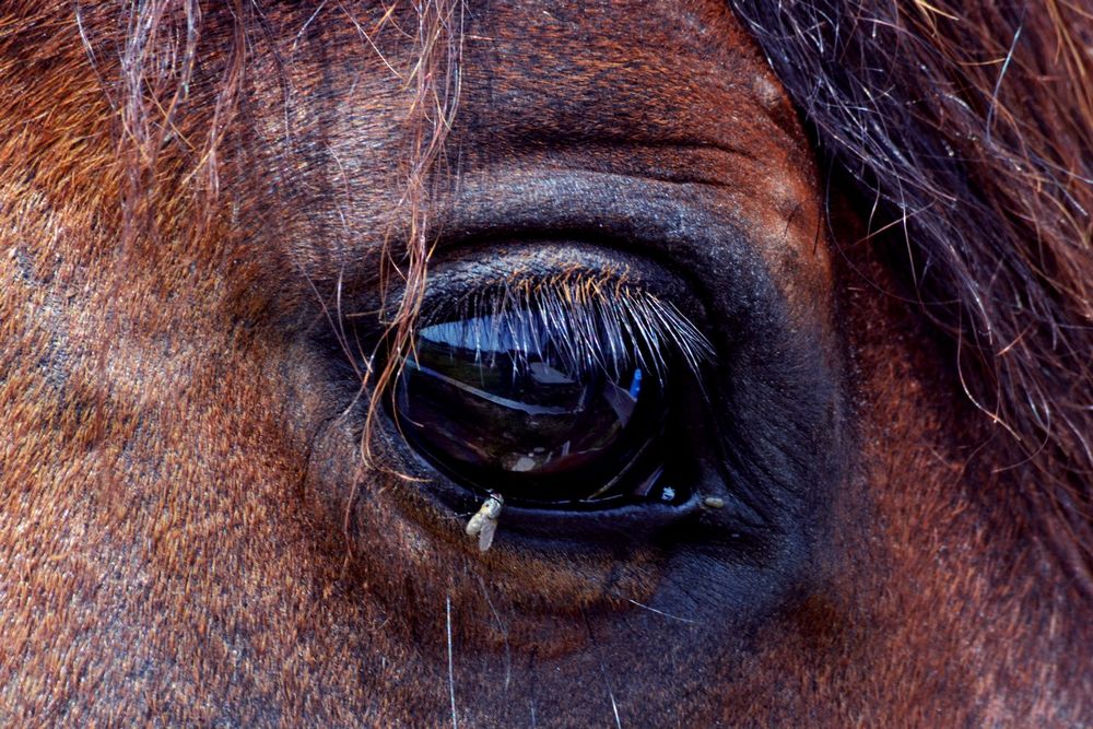 Cavallo selvaggio