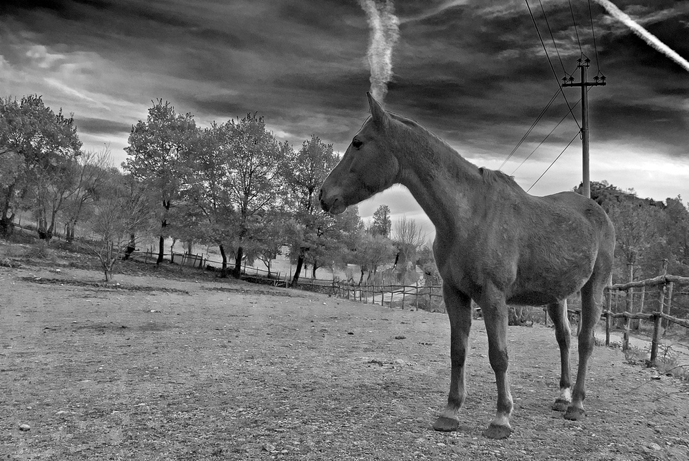 Cavallo solitario