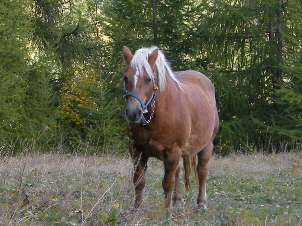 Cavallo solitario